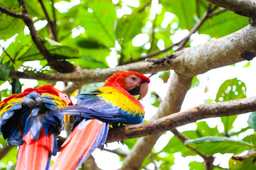 Parrot and other exotic birds