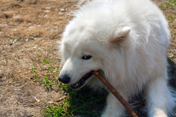 fluffy white hunting dog (Laika) nibbles a stick and slyly looks