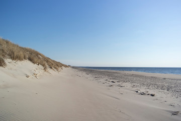 Sea grass sways in the Baltic Beach ocean breeze.