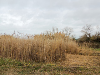 Obraz premium Landscape of a protected area of Trasimeno lake, near Magione, Umbria, Italy.