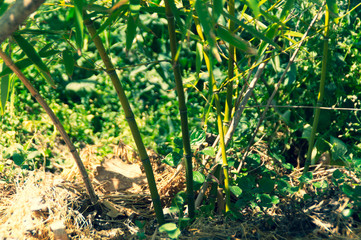 Canne di bambù in primavera