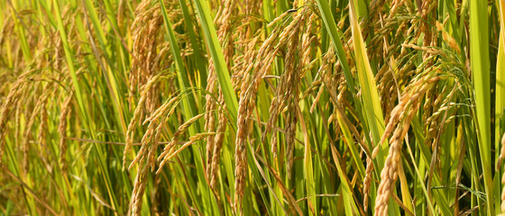 close up of ripening rice in a paddy field