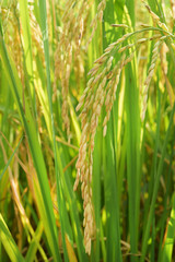 close up of ripening rice in a paddy field