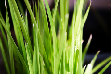 rice plant closeup nature background