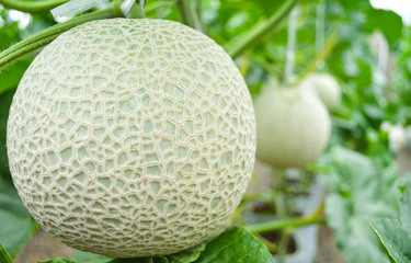 melon in the garden