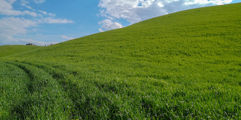 Collina di grano verde