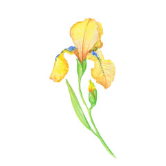 yellow iris, watercolor hand painted illustration abouquet of flower and leaves
