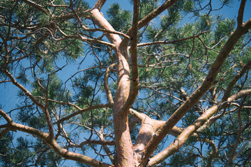 Pine tree and blue sky. Pinus. Natural background. Selective focus.