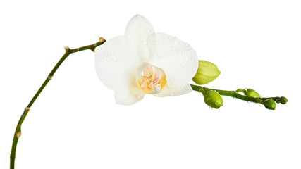 Naklejka na ściany i meble Branch with tropical orchid flowers.