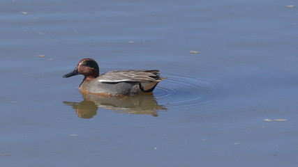 Maschio di anatra alzavola che nuota nel laghetto
