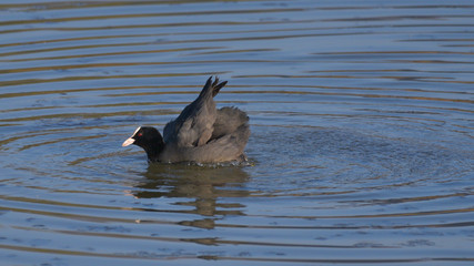 Folaga alza le ali nell'acqua del lago