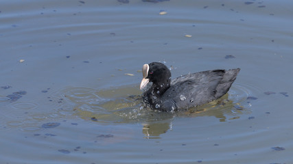 Folaga cerca cibo in acqua e solleva bollicine nel lago