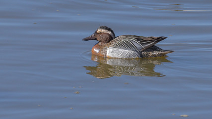 Anatra marzaiola maschio nuota nel lago in marzo