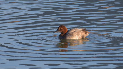 Femmina di anatra moriglione nuota sul laghetto in serata