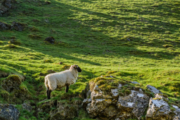 What we can find in a beautiful village: castle in the hills, mountains, walking trails, sheep, trees, wooden entrances, all this in  Castleton, Peak District, England.