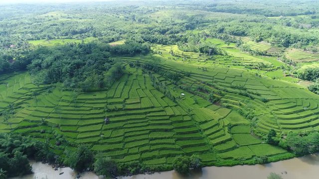wonderful green terrace on Ciletuh