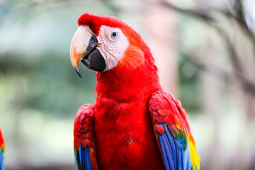 blue and gold macaw