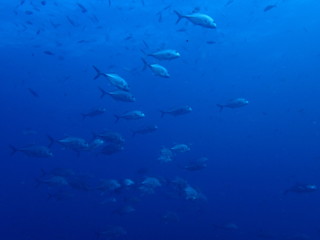 Fototapeta na wymiar 海中の青の世界を泳ぐ魚群