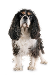cavalier king charles