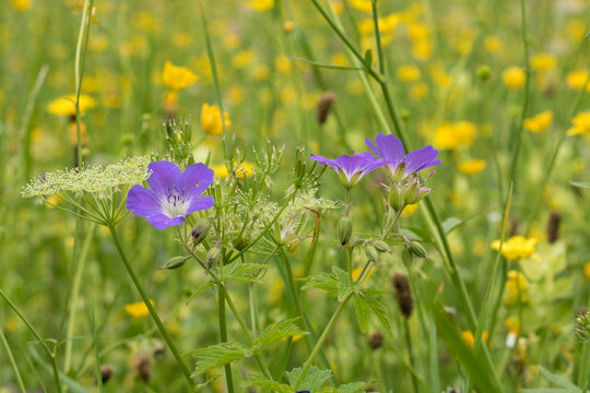 รูปภาพAlpenflora – เลือกดูภาพถ่ายสต็อก เวกเตอร์ และวิดีโอ1,082 | Adobe ...