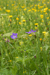 Wald-Storchenschnabel