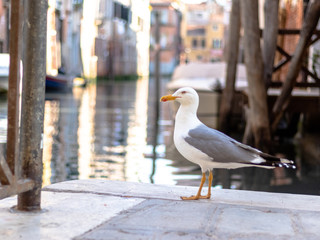 Seagull in venice