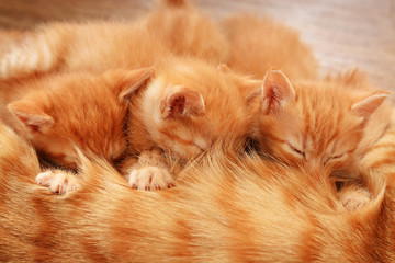 Three red kittens lie on the floor with their mother and drink her milk