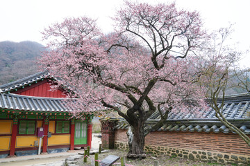 백양사 경내에 핀 고불매