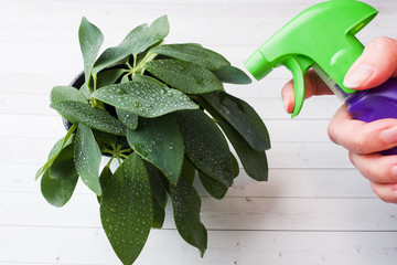 Female hand spraying water on green home plant