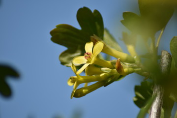 Stachelbeere mit gelben Blüten