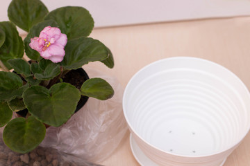 Caring for indoor plants: transplanting into a new pot