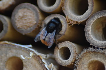 Ausschnitt eines Insektenhotels