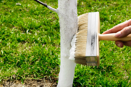 Whitening Tree With White Lime