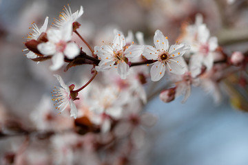 Blossom. Bokeh. Flowers. Cherry Tree. Spring
