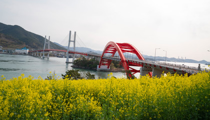 삼천포 대교 유채꽃