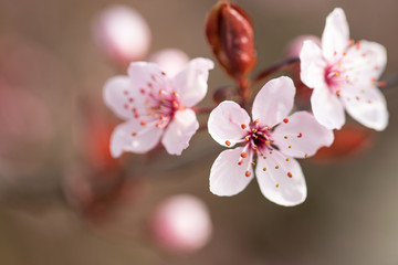 Fototapeta na wymiar Blossom. Flowers. Cherry Tree. Spring