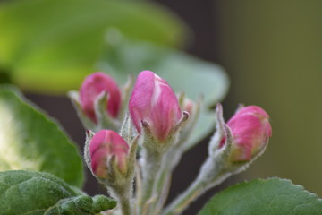 Knospen an einem Säulenapfel