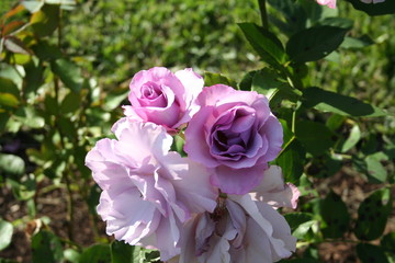 Rosa Bioresence