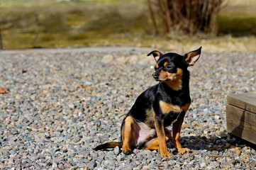 Naklejka na ściany i meble Small chihuahua dog sitting on sunny yard in early spring