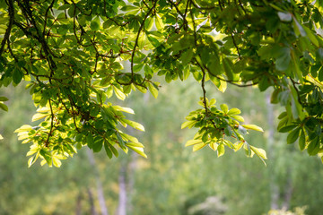 Chestnut foliage spring