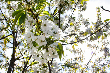 The sun is shining through the branches of cherries covered with white flowers