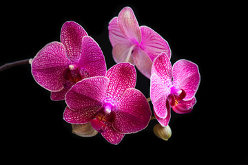 A branch of a pink orchid on a black background