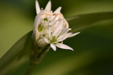 Blühender Bärlauch (Allium ursinum) - Bärlauchblüten