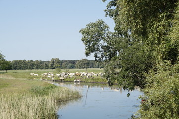 Tiere am Fluss, Kühe am Fluss, weide, kühe, tiere, ausblick, spree