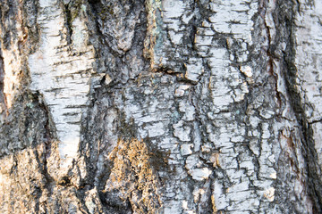 Bark of a tree macro. Close Up Bark of a deciduous tree