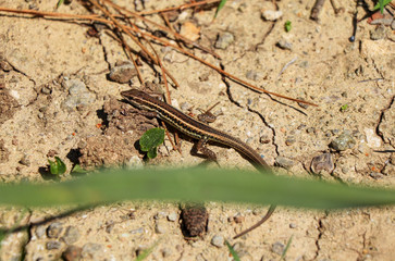 Snake-eyed lizard runs in grass and on abandoned place in in Akamas Peninsula National Park, Cyprus. Lonely lizard warming up on sun on small stones. Brown body with strips