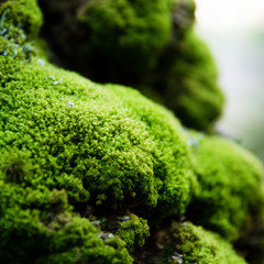 Obraz premium Bright green moss on a tree trunk close up