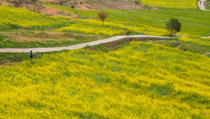 Fototapeta premium 슬로시티 청산도 유채꽃