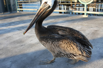 Pelicans lurk on fish on the Pier of Redondo Beach