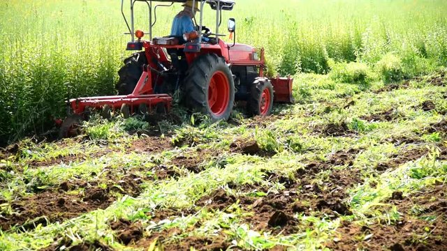 Farmer use Tractor Incorporation the Green manure